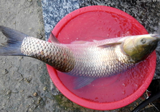 釣鯇魚用什么魚餌？鯇魚怎么做好吃