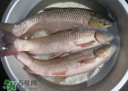 鯇魚是什么魚？鯇魚是怎樣來的