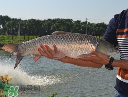 草魚怎么養(yǎng)殖成脆肉鯇？脆肉鯇養(yǎng)殖條件及技術(shù)