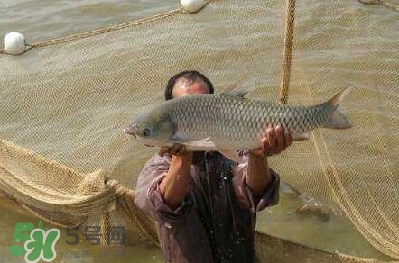 脆肉鯇是草魚(yú)嗎？脆肉鯇和草魚(yú)有什么區(qū)別