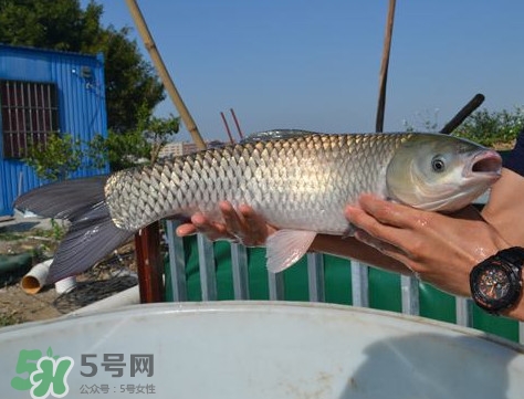 脆肉鯇是什么魚？脆肉鯇口感為什么是脆的