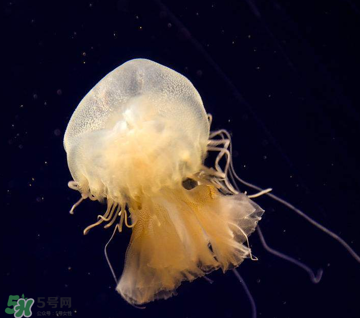 海蜇是生吃嗎？海蜇怎么吃？