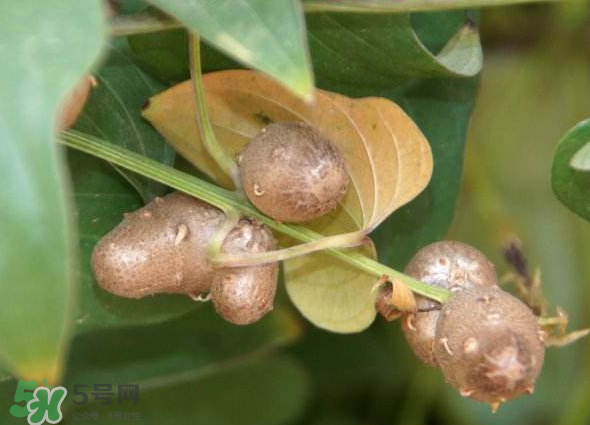 山藥豆能種植嗎？山藥豆怎么種？