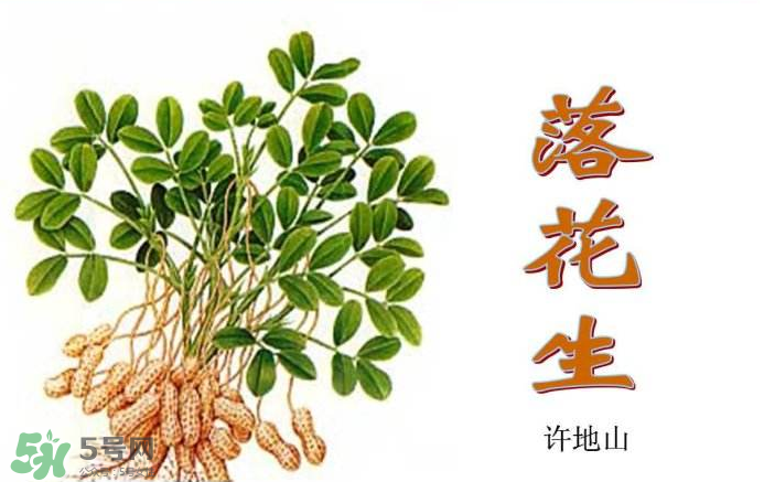 落花生是什么？關(guān)于花生的分解