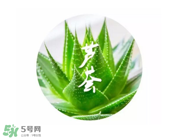 蘆薈膠的醫(yī)療作用有哪些？蘆薈膠的使用方法有哪些？