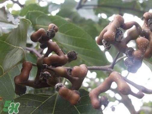 拐棗熬水喝有哪些好處？拐棗怎樣種植