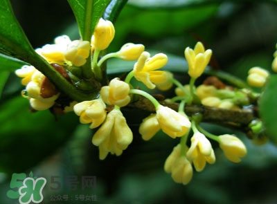 新鮮桂花怎么清洗？新鮮桂花可以冷凍嗎？