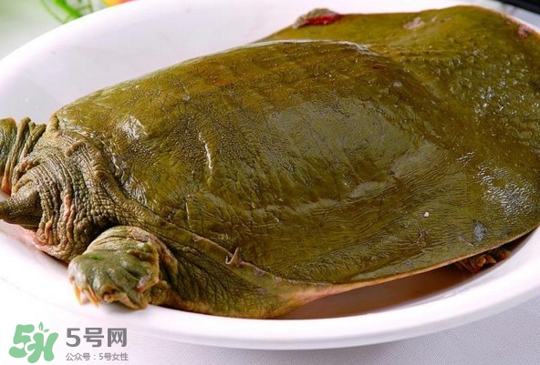 甲魚(yú)是熱性還是涼性？甲魚(yú)是淡水魚(yú)嗎