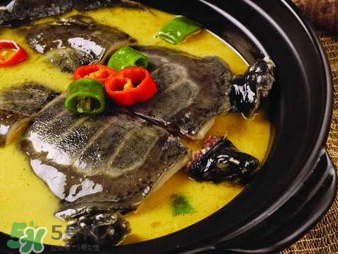 甲魚又叫什么？甲魚吃什么食物