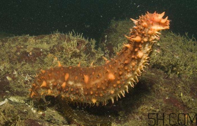 海參是海鮮嗎？海參是動(dòng)物還是植物？