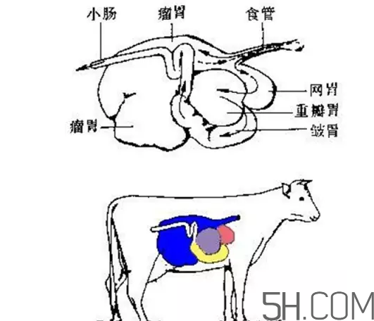 牛百葉和毛肚是一個東西嗎？牛百葉上面有層黑皮能吃嗎？