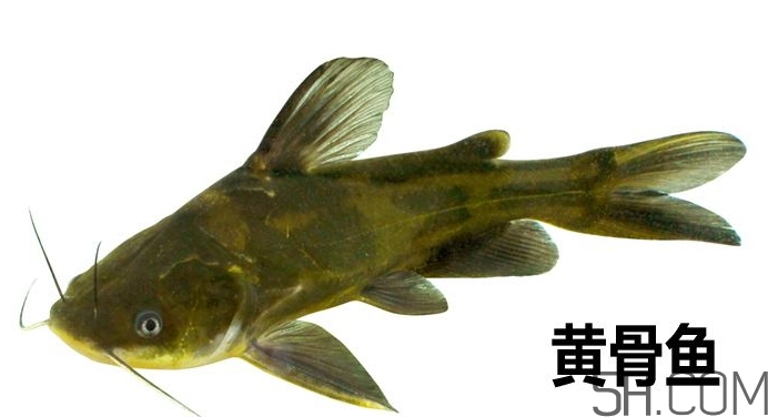 黃骨魚是發(fā)物嗎？黃骨魚是什么魚？