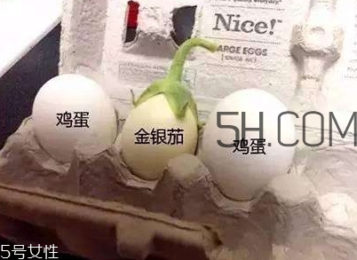 蛋樹可以種植嗎？蛋樹苗哪里可以買到