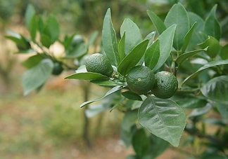 貢柑怎么預(yù)防裂果？貢柑種植管理技術(shù)