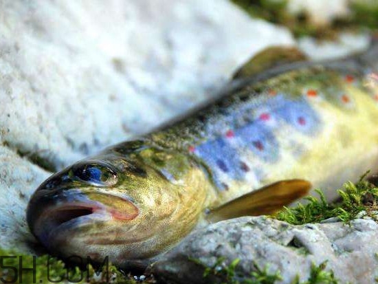 鮭魚(yú)是什么魚(yú)？鮭魚(yú)多少錢(qián)一斤