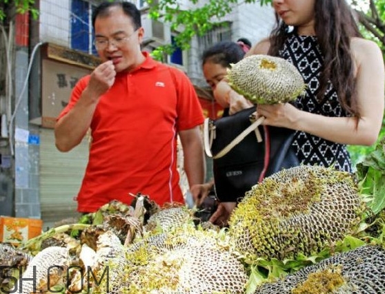 葵花籽不能和什么一起吃？葵花籽什么時(shí)候成熟