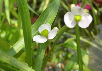 慈菇什么時(shí)候種？慈菇什么季節(jié)有