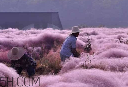 粉黛亂子是什么植物？粉黛亂子草花語