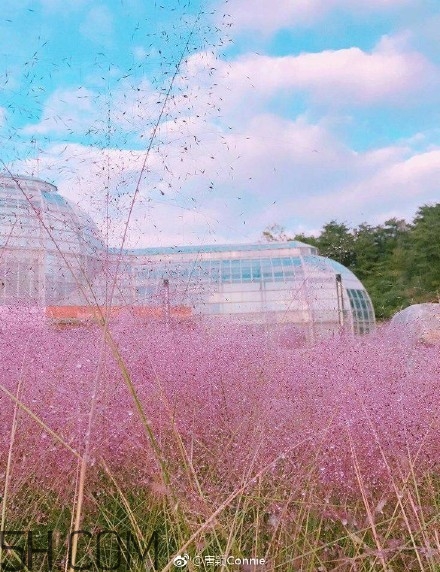 粉黛亂子是什么植物？粉黛亂子草花語