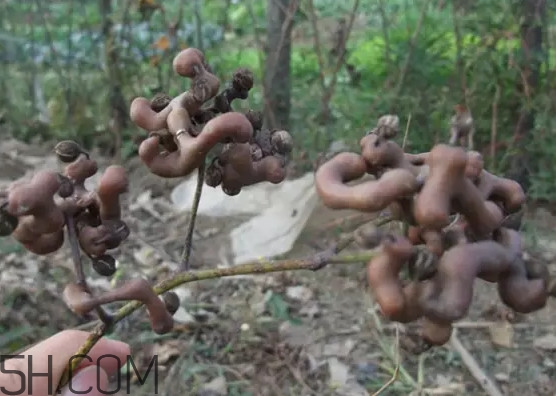 雞爪梨泡酒是喝酒還是吃果實(shí)嗎？雞爪梨的營養(yǎng)價(jià)值