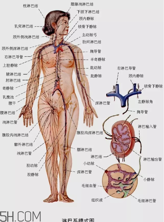 淋巴癌最嚴(yán)重時會成什么樣子？淋巴瘤能治好嗎