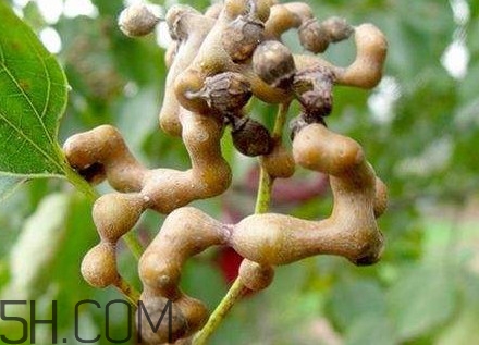 雞爪梨解酒是真的嗎？雞爪梨種下幾年能開(kāi)花結(jié)果