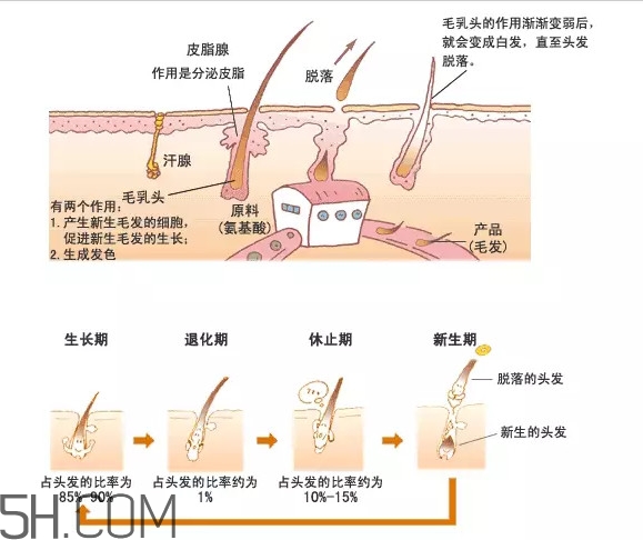 禿頂了還能長出頭發(fā)嗎？禿頂和性欲太強(qiáng)是不是有關(guān)