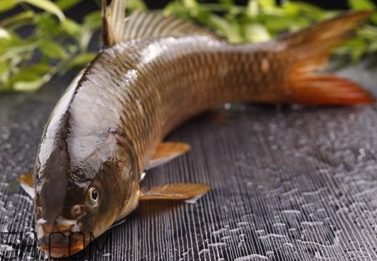 野生黃河鯉魚多少錢一斤？黃河鯉魚有幾根須