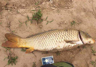 黃河鯉魚主要吃什么？黃河鯉魚和普通鯉魚的區(qū)別