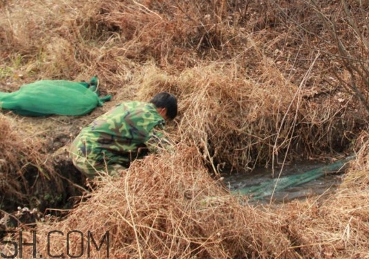 林蛙什么時(shí)候捕捉最好？林蛙主要生活在草甸子還是山上