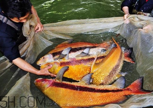 胭脂魚多少錢一斤？胭脂魚怎么做好吃