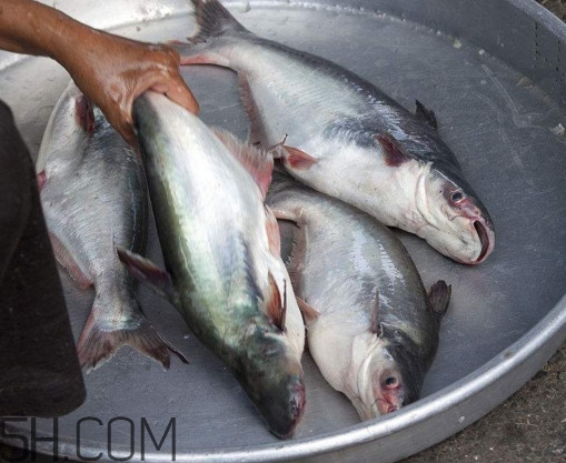 巴沙魚可以生吃嗎？巴沙魚的功效與作用