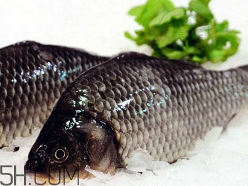 鯽魚(yú)變黑是什么原因 黑鯽魚(yú)和白鯽魚(yú)哪個(gè)好