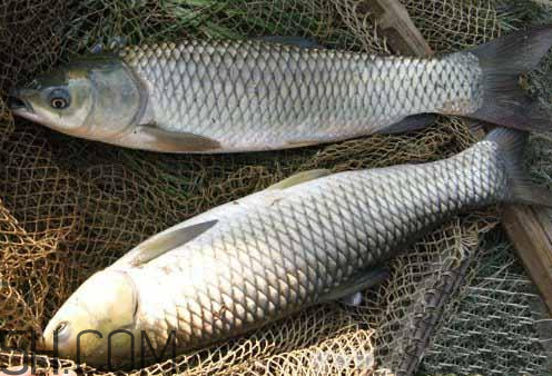 鯽魚(yú)眼睛紅了還能吃嗎 鯽魚(yú)眼睛紅了怎么回事