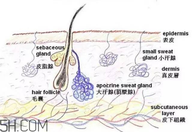 腿毛能刮嗎？腿毛能不能刮？