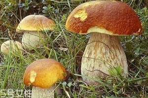 牛肝菌苦的能吃嗎 盡量不要食用