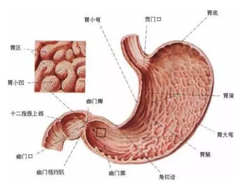 慢性胃炎是怎么造成的？吃燙食會(huì)引發(fā)胃炎