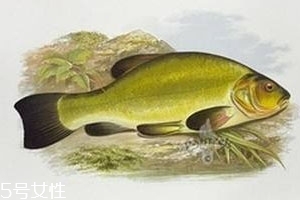 清江魚是什么魚 清江庫區(qū)長(zhǎng)大的魚