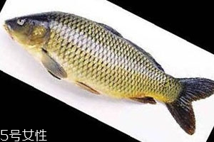 青魚是淡水魚還是海魚 青魚的介紹