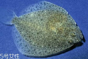 多寶魚(yú)可以冷凍嗎 冷凍保存時(shí)間更長(zhǎng)