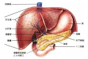 膽囊里的石頭從何而來？膽汁形成膽結(jié)石