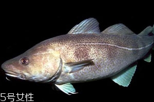 2018鱈魚多少錢一斤 鱈魚最新價(jià)格行情