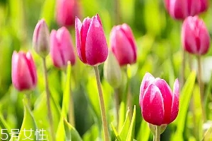 嚴(yán)禁入室的花有哪些？這7種花別養(yǎng)