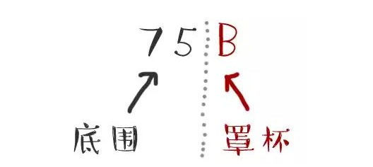 胸型有哪幾種圖解 對應內衣怎么選擇