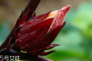 紅桃k果什么時(shí)候種 種植方法