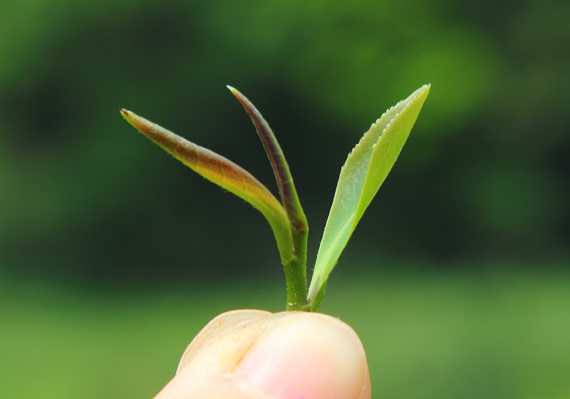 東方美人茶屬于什么茶 認(rèn)識(shí)客家茶文化