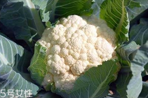 花菜怎么洗才干凈？一定要把蟲子洗掉