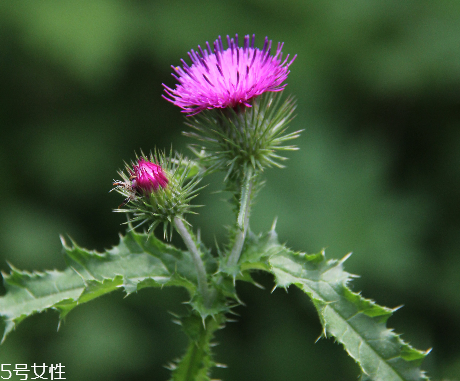 諾奧奶薊提取物膠囊怎么樣？效果還不錯(cuò)