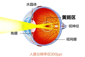 葉黃素和藍(lán)莓素哪個好？更推薦葉黃素