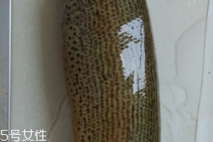 泥鰍是鯰魚嗎？泥鰍跟鯰魚不同